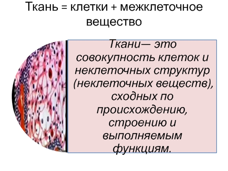 Клетки и межклеточное вещество. Межклеточное вещество в тканях. Строение межклеточного в ва. Как образуется межклеточное вещество.