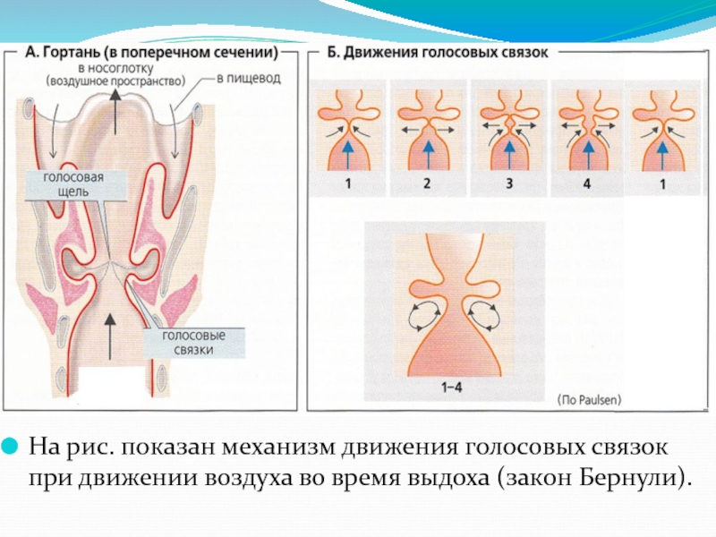 Проблемы со связками. Истинные и ложные голосовые складки. Движение голосовых связок. Ложные голосовые связки. Колебания голосовых связок.