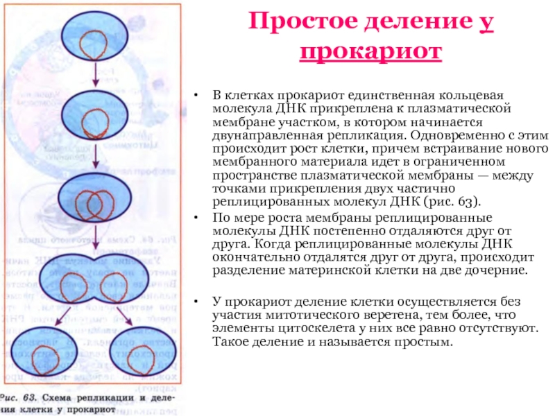 Сколько молекул днк перед митозом