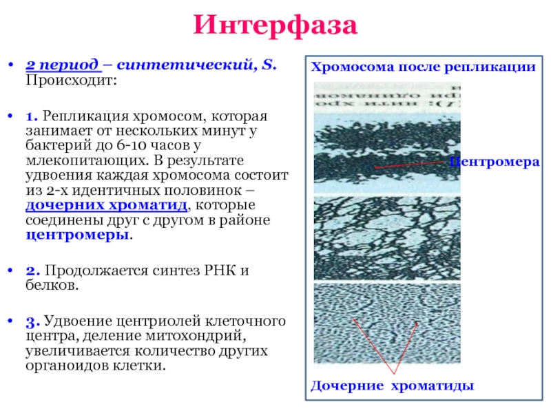 2 в интерфазе происходит. Синтетический период интерфазы. Строение хромосом в интерфазе.