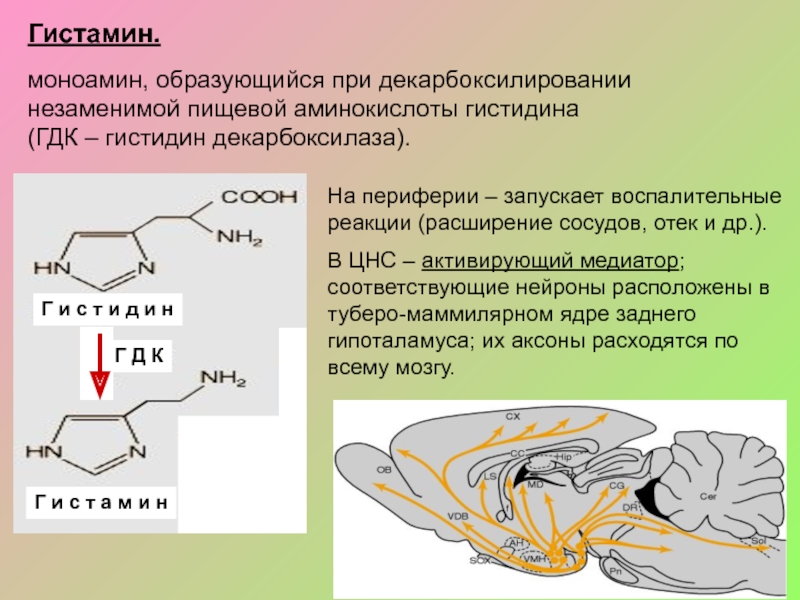 Гистамин действие