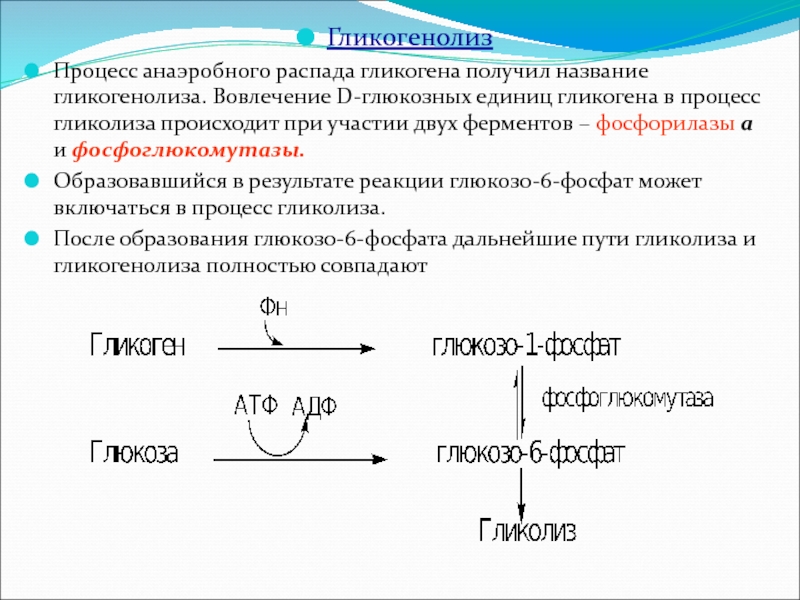 Конечные продукты реакций. Гликогенолиз биохимия энергетическая ценность. Гликогенолиз энергетический баланс процесса. Гликогенолиз. Энергетическая ценность гликогенолиза.. Глюкозо 6 фосфат образуется в результате.