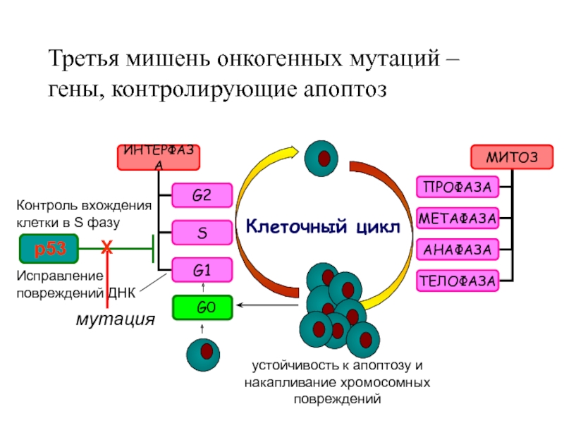 Мутация клеток