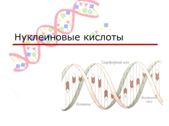 Нуклеиновые кислоты