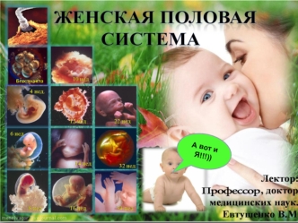 Женская половая система