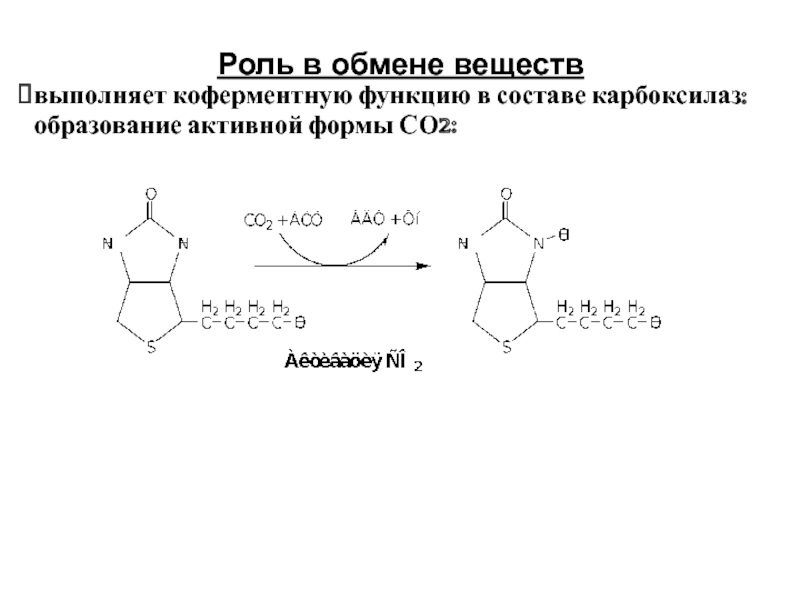 Активная форма. Образование активной формы со2. Биотин выполняет коферментную функцию в составе карбоксилаз:. H активная форма. Тимин коферментные формы.