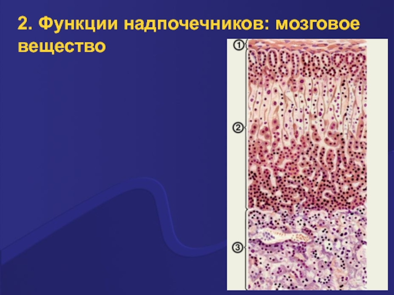 Мозговое вещество надпочечников. Строение мозгового вещества надпочечников. Мозговое вещество надпочечников гистология. Клетки мозгового вещества надпочечников. Функции мозгового вещества надпочечников.