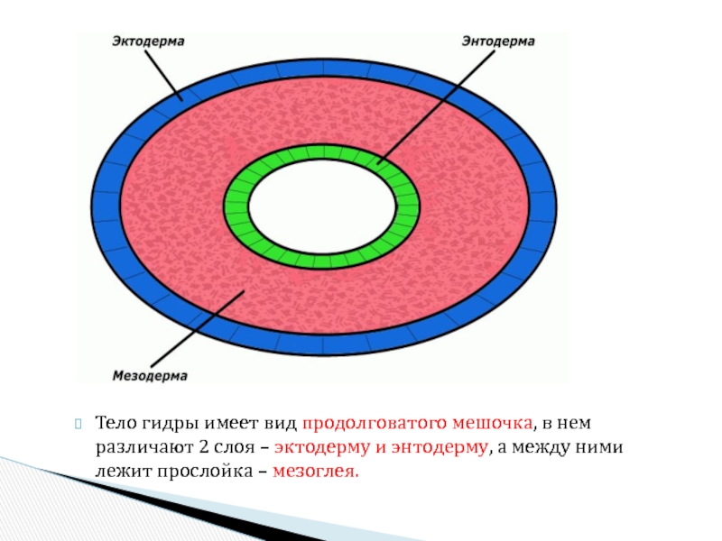 Три слоя клеток имеет