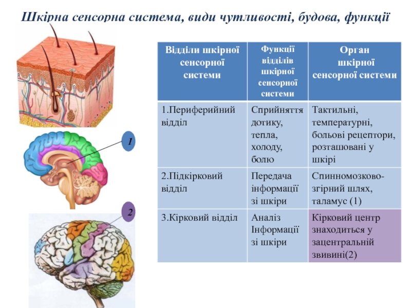 Реферат: Сенсорні системи мозку