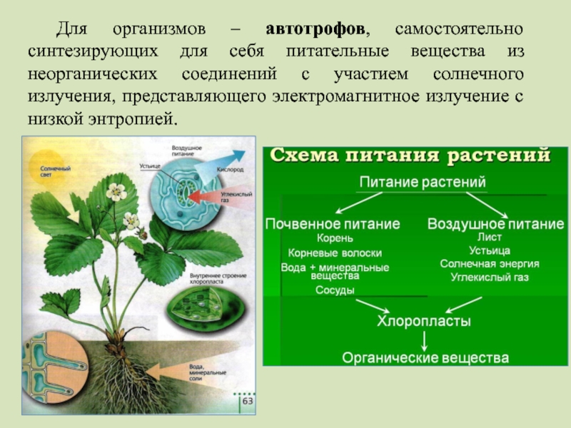 Синтезируют органические вещества из неорганических. Водное питание растений. Какие растения поглощают питательные вещества. Основная пища растений вода. Как растения поглощают питательные вещества.