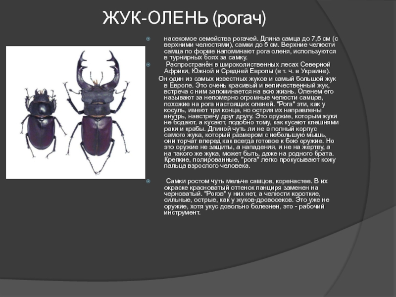 Жук олень презентация