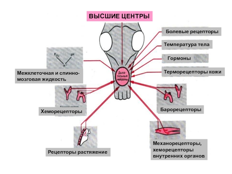 Виды механорецепторов схема