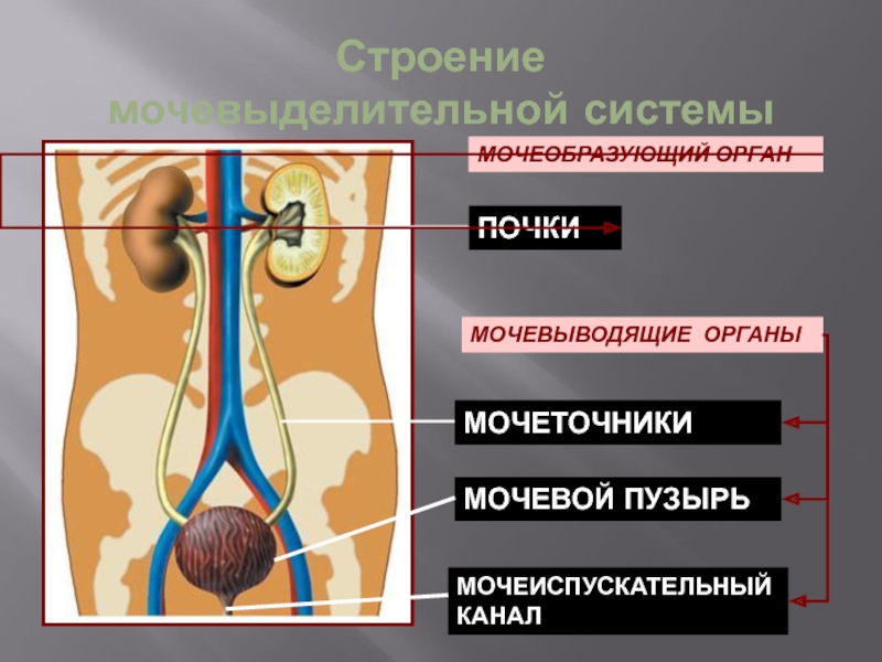 Презентация на тему мочевыделительная система