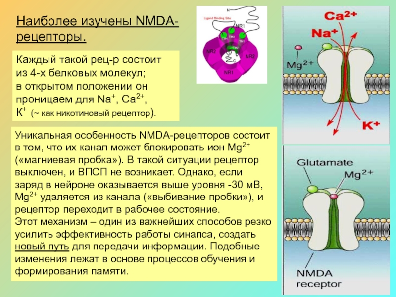 Nmda рецепторы это. NMDA рецепторы ГАМК. ГАМК рецепторы и dmna рецепторы. NMDA рецепторы иммунология. NMDA рецепторы функция.