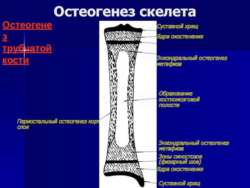 Прямой остеогенез схема