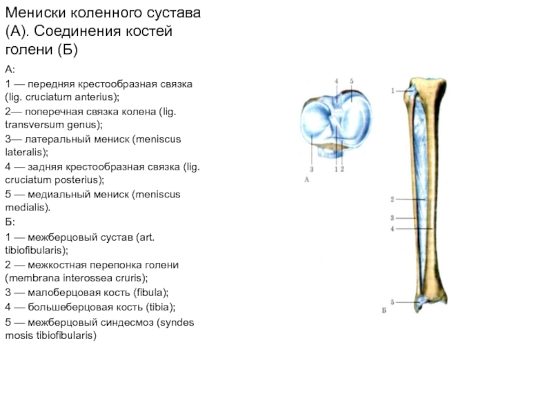 Кости голени соединения. Соединение костей голени. Соединение костей голени между собой. Мениски коленного сустава соединение костей голени анатомия. Берцовая кость в коленном суставе.