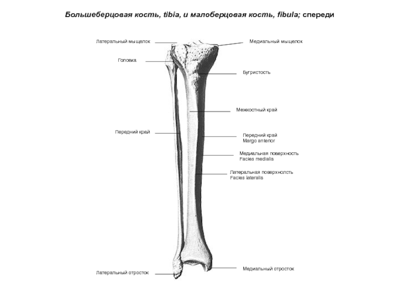 Где малая берцовая кость у человека