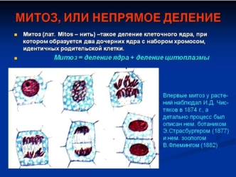 Жизненный цикл клетки. Митоз. Мейоз