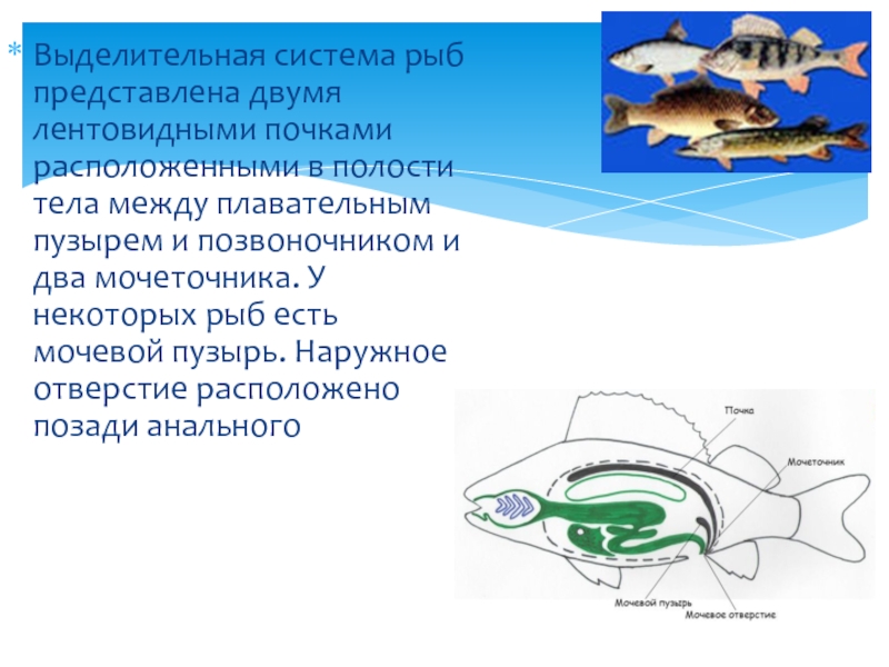 Выделительная система рыб схема