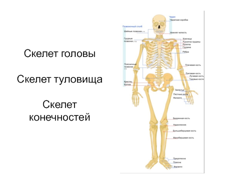 Скелет туловища конечностей. Скелет взрослого человека. Скелет туловища и конечностей. Строение скелета туловища. Скелет туловища скелет конечностей.