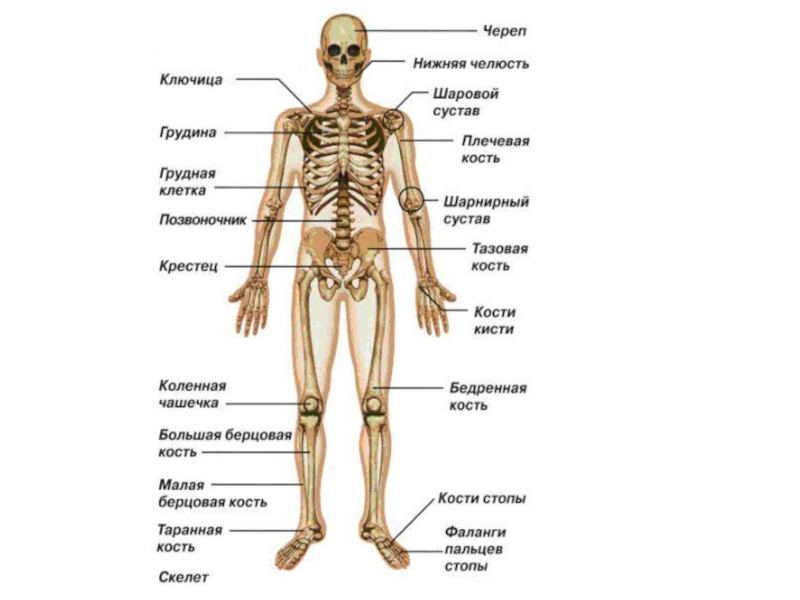 7 отделов скелета. Строение скелета отделы скелета. Скелет верхней конечности человека биология 8 класс. Осевой скелет человека с названием костей. Нижняя конечность отдел скелета кости скелета.