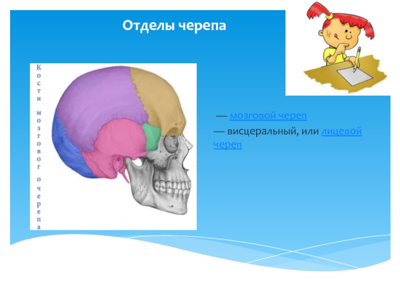 Мозговой отдел черепа. Висцеральный отдел черепа. Мозговой и лицевой отделы черепа. Функции мозгового отдела черепа.