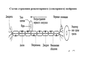 Схема строения рецепторного (сенсорного) нейрона