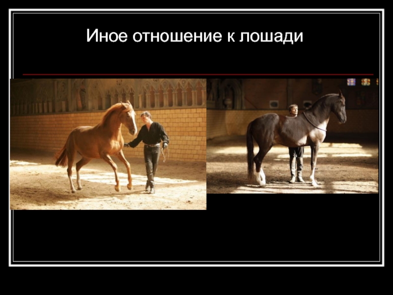Как лошади относятся к людям. Отношение к лошадям. Лошади взаимоотношения. Лошадь ожидание реальность. Проектирование реальность лошадь.