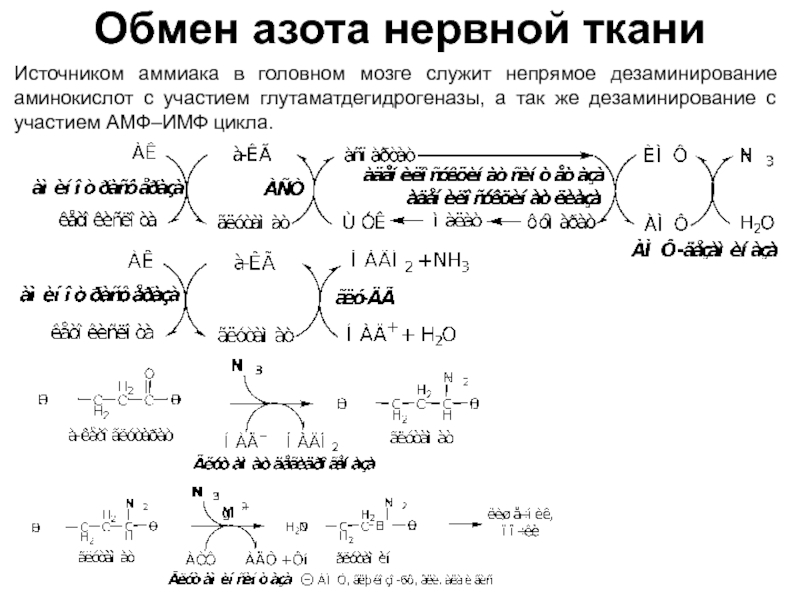 Схема транспорта аммиака из нервной ткани в печень