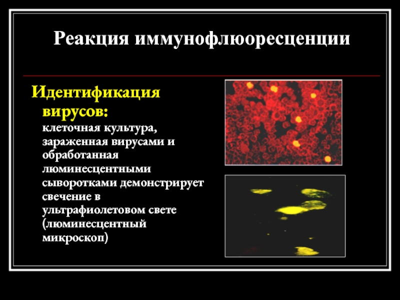 Реакция иммунофлюоресценции презентация