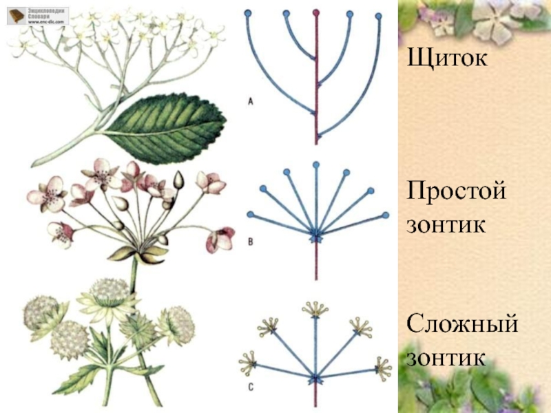 Строение цветка соцветия. Гортензия строение соцветий. Соцветие гортензии схема. Схема соцветий метельчатой гортензии. Тирс соцветие.