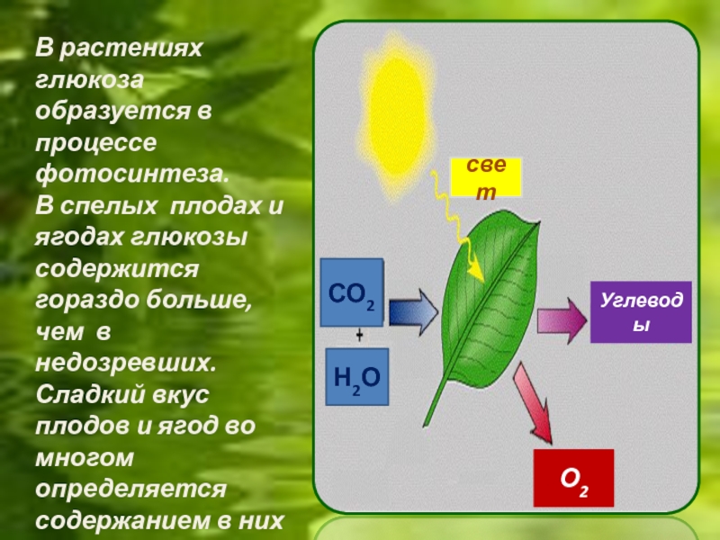 Образование глюкозы в зеленом растении