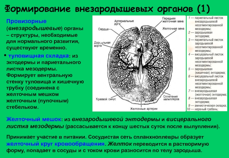 Внезародышевые органы презентация