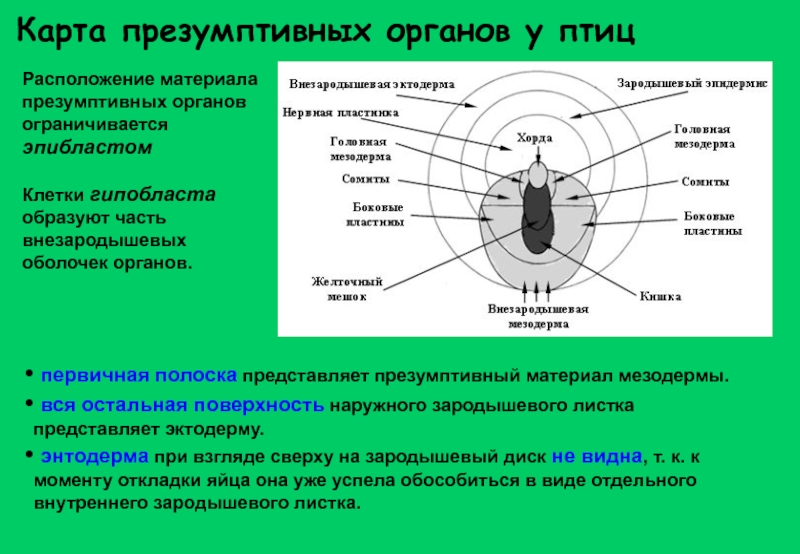 Карта презумптивных зачатков птиц