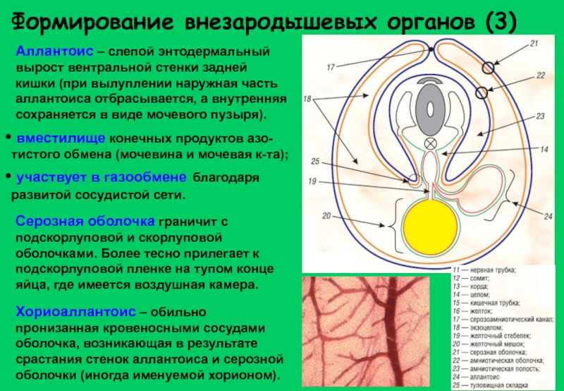 Внезародышевые органы презентация