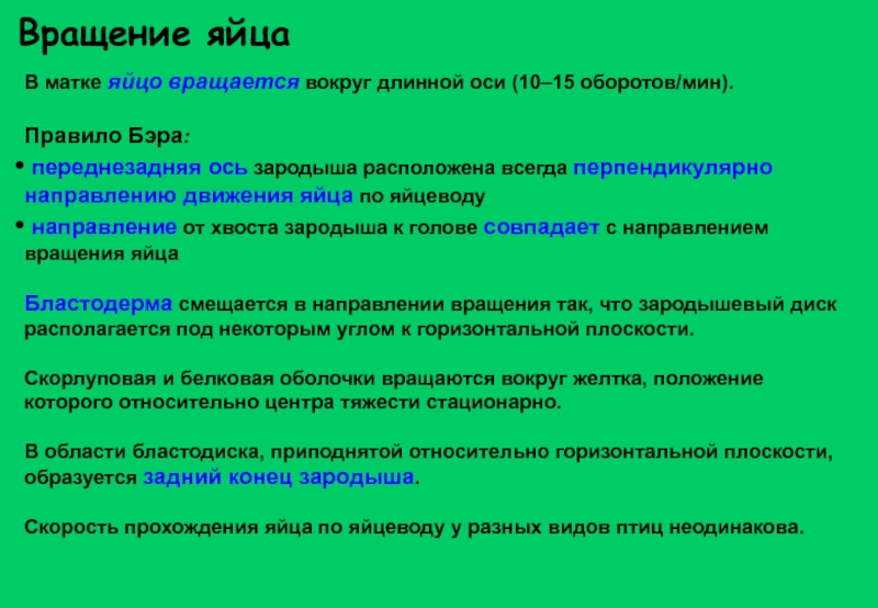 Яйца в матке. Вращение яйца. Правило Бэра. Правило Бэра яйца. Оси зародыша.