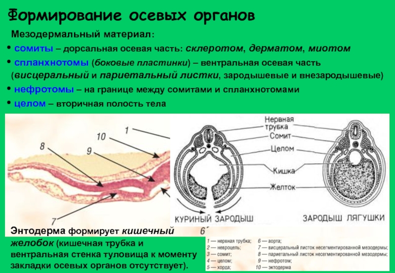 Схема дифференцировки нейрального зачатка