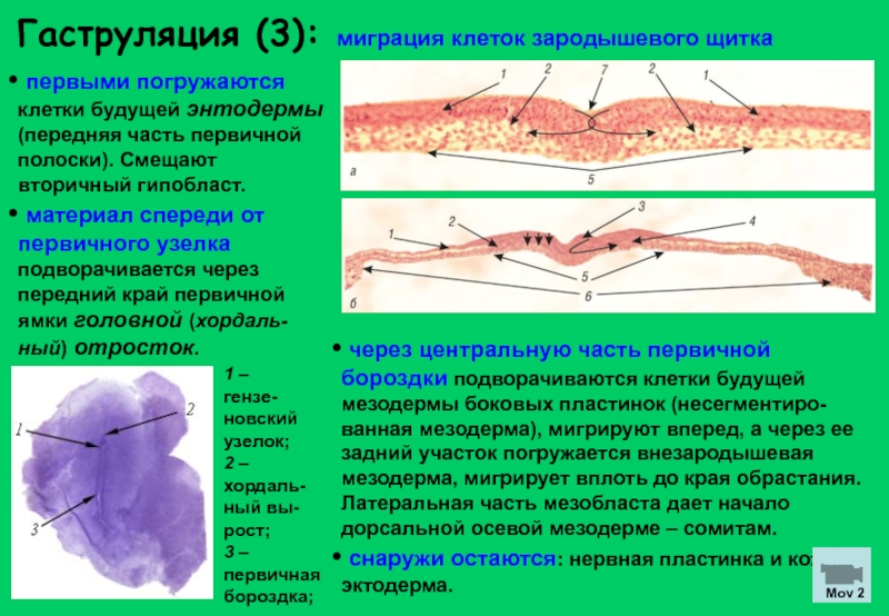 Первичный узелок. Первичная полоска гаструляция. Гаструляция миграция. Гаструляция птиц. Первичная полоска у птиц.