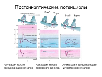 Постсинаптические потенциалы