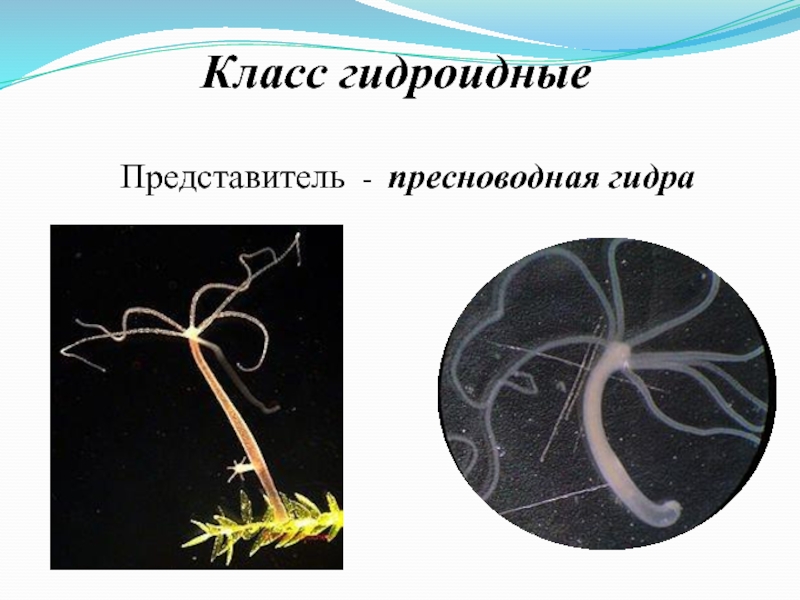 Класс гидроидные. Пресноводная гидра выделительная система. Гидра Кишечнополостные. Местообитание пресноводной гидры. Жизненный цикл гидры пресноводной.