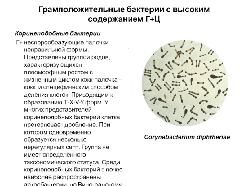 Установи соответствие между группами бактерий