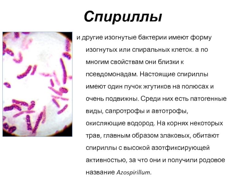Бактерии изогнутой формы запятая носят названия