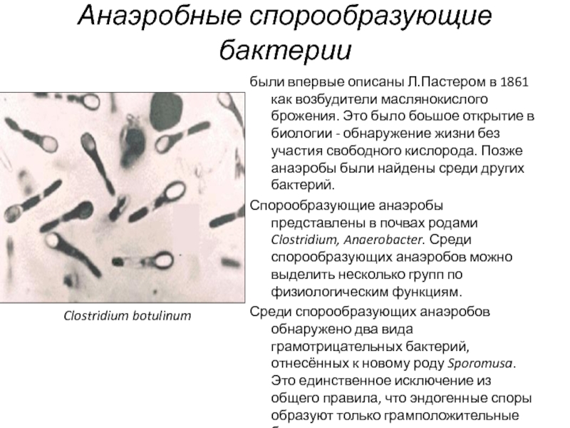 Клостридии в кале у ребенка