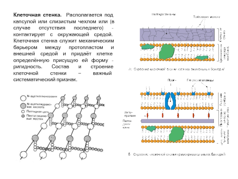 Клеточные стенки ткани