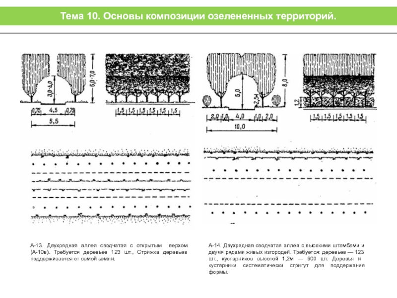 Двухрядная живая изгородь схема посадки