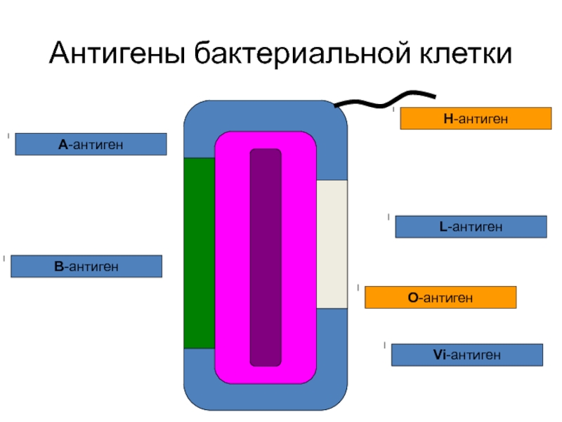 Vi антиген