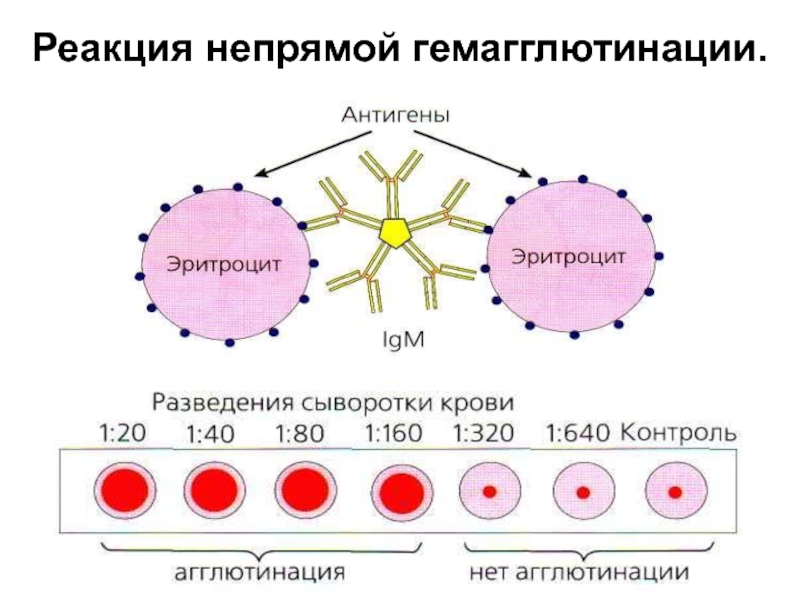 Реакция гемагглютинации презентация