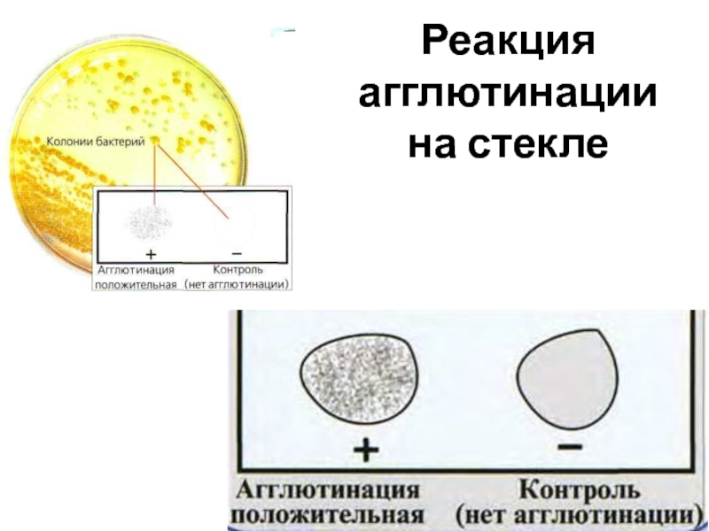 Реакция агглютинации фото