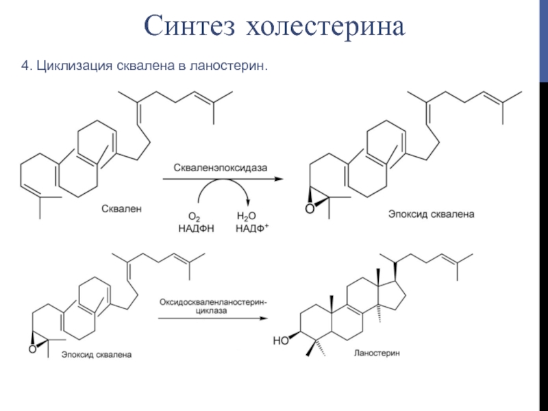 Схема синтеза холестерина