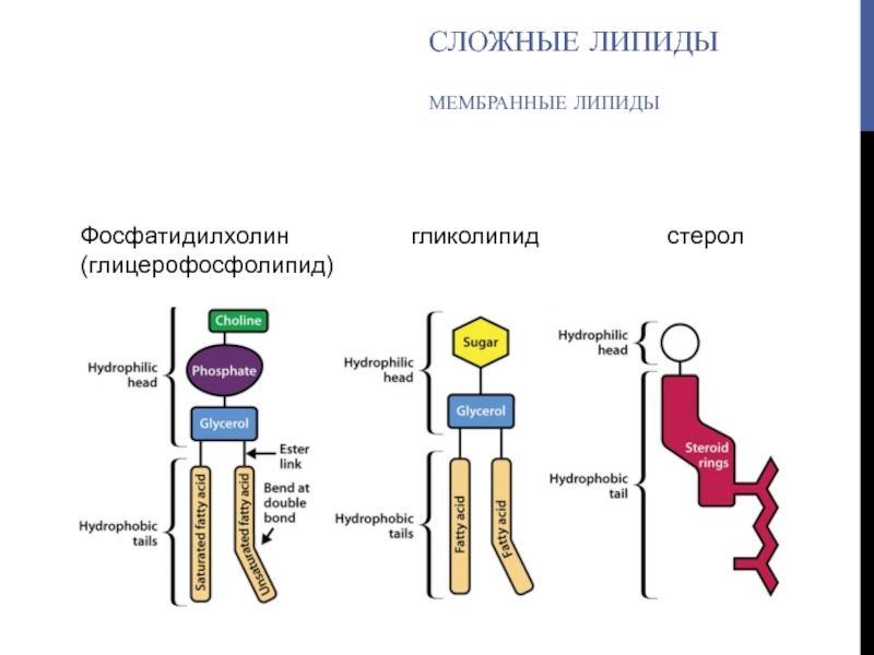 Химические свойства липидов. Мембранные гликолипиды. Сложные липиды классификация. Сложные липиды — глицерофосфолипиды. Стеролы в составе мембран.